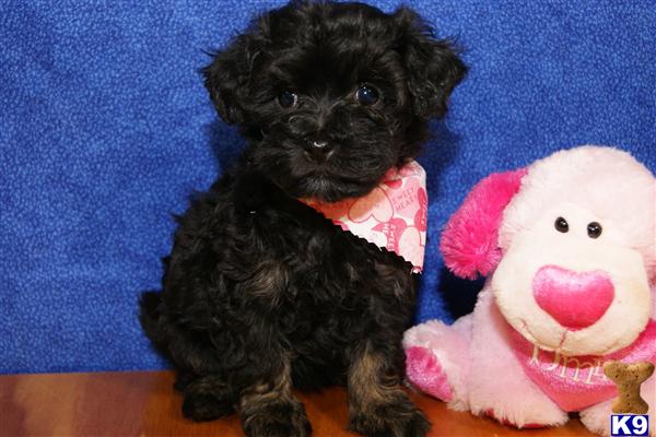 Havanese Puppies